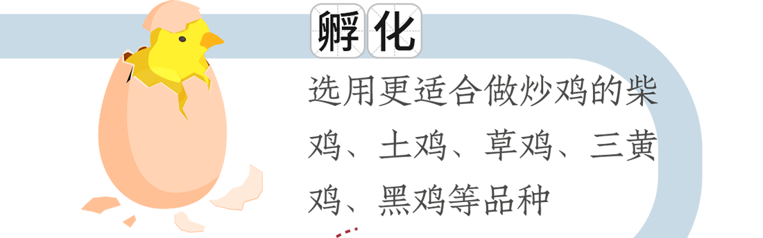 孵化。選用更適合做炒雞的柴雞、土雞、草雞、三黃雞、黑雞等品種